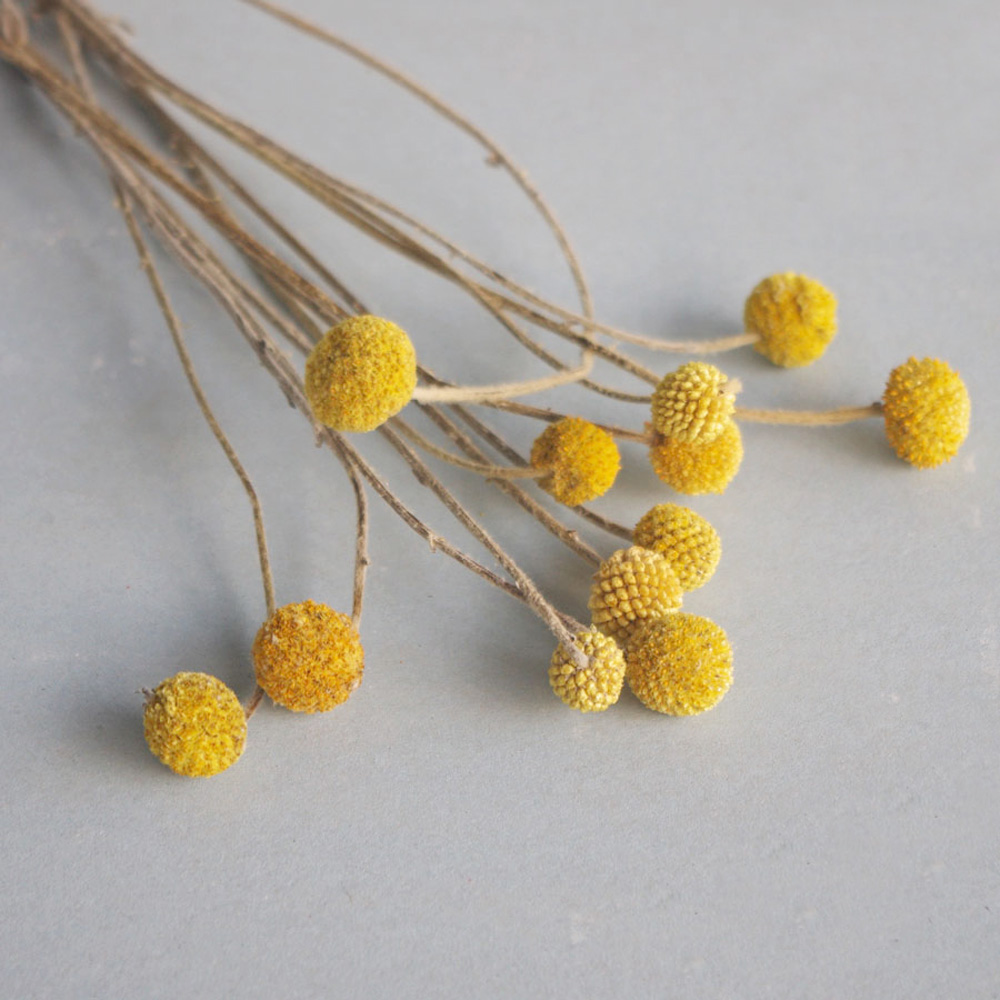 Dried Flower Bunch - 20 Stück natürliche getrocknete Craspedia-Blumensträuße, goldene