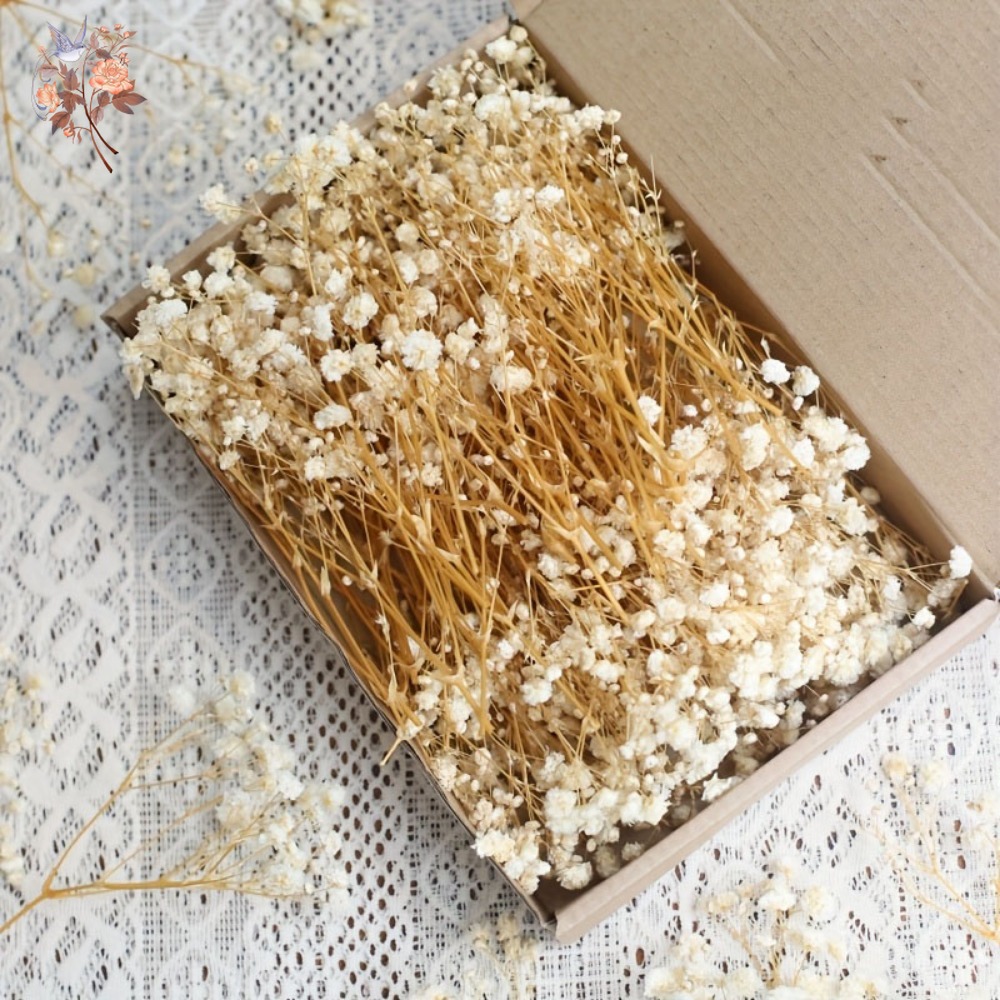 Dried Flower Bunch - 100 Stück Mini Getrocknete Schleierkraut-Blumen für