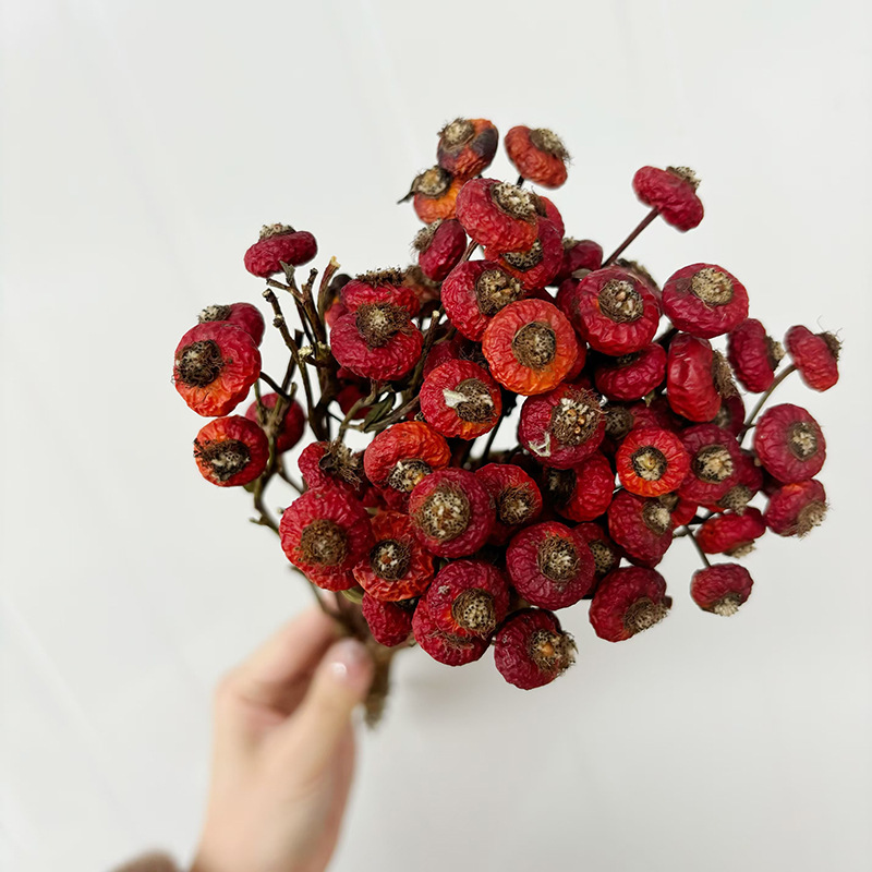 10 Stück/Bündel Getrocknete Ha – Dried Flower Bunch Bewertung und Preis