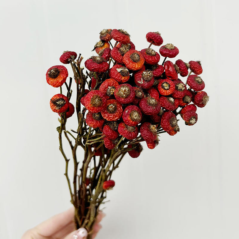 10 Stück/Bündel Getrocknete Ha – Dried Flower Bunch Bewertung und Preis