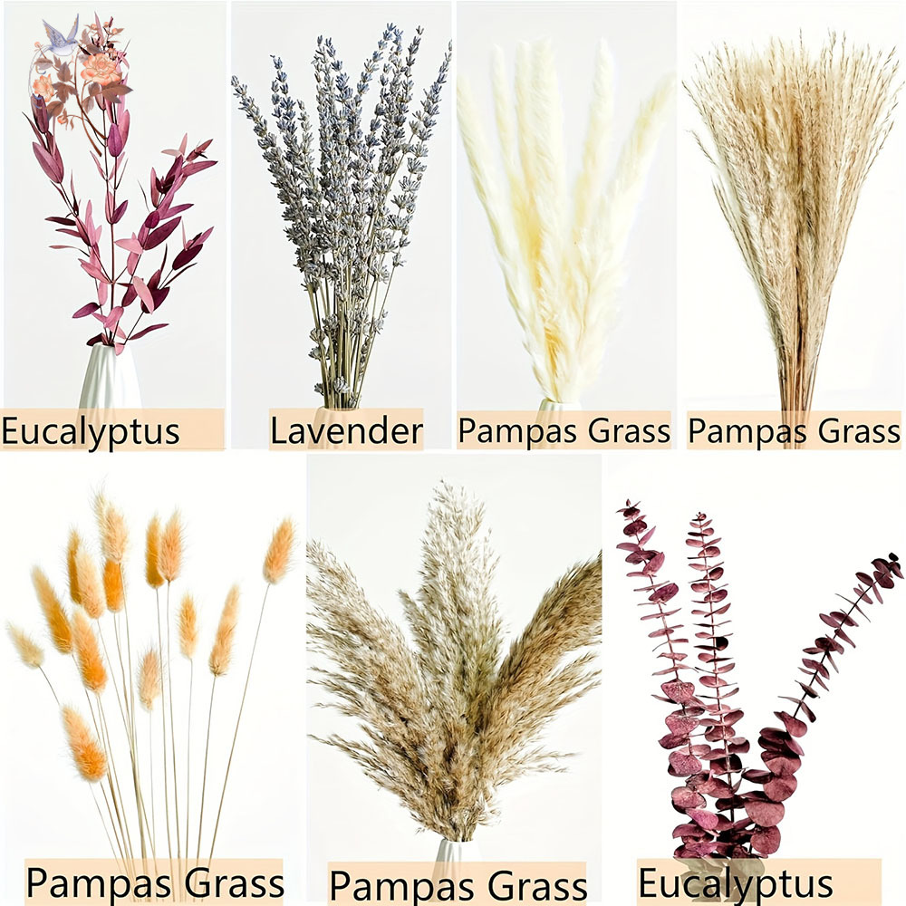 75 Stück getrockneter Pampas-E – Dried Flower Bunch Bewertung und Preis