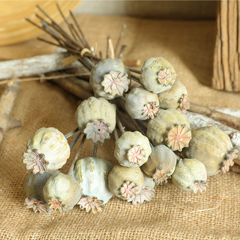 6 Köpfe Mohnblumen Obst getroc – Dried Flower Bunch Bewertung und Preis