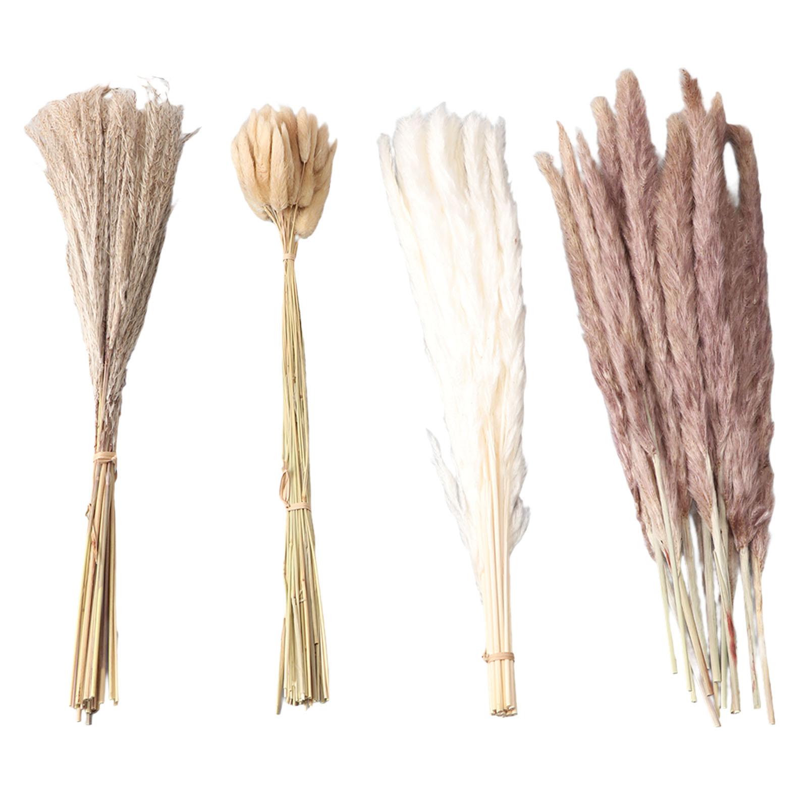 Natürliches Getrocknetes Pampa – Dried Flower Bunch Bewertung und Preis
