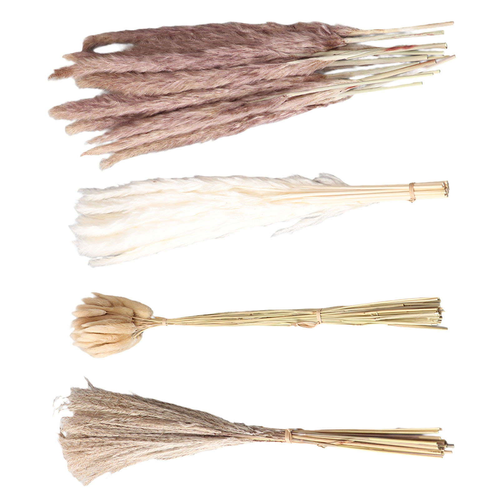 Natürliches Getrocknetes Pampa – Dried Flower Bunch Bewertung und Preis