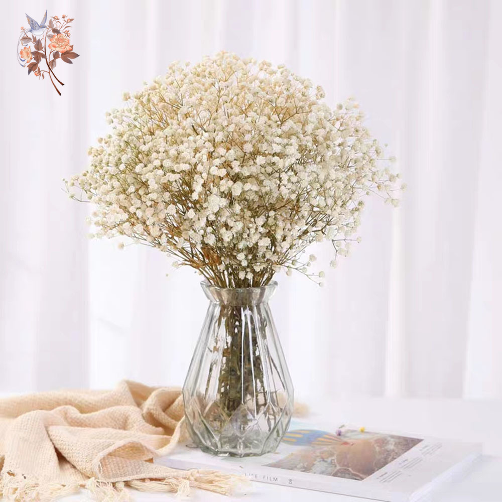 60g getrockneter Baby-Atem-Blu – Dried Flower Bunch Bewertung und Preis