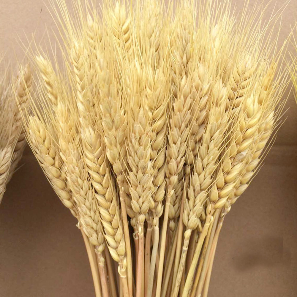 50 Stück natürliche getrocknet – Dried Flower Bunch Bewertung und Preis